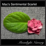 Mac's Sentimental Scarlet