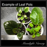 Morgan's Heliotrope Fairy