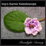 Imp's Karmic Kaleidoscope