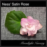 Ness' Satin Rose