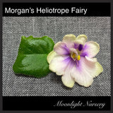 Morgan's Heliotrope Fairy