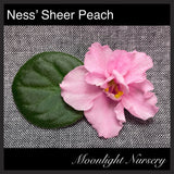 Ness' Sheer Peach
