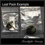 Morgan's Heliotrope Fairy