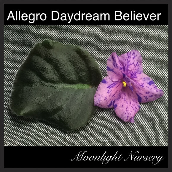 Allegro Daydream Believer