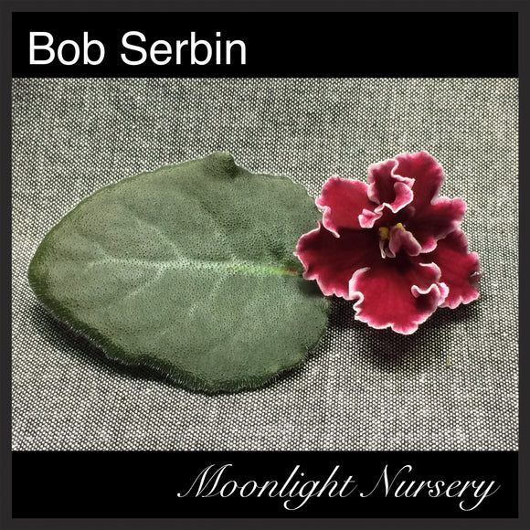 Bob Serbin