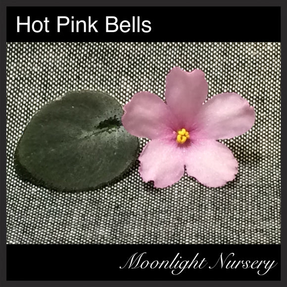Hot Pink Bells