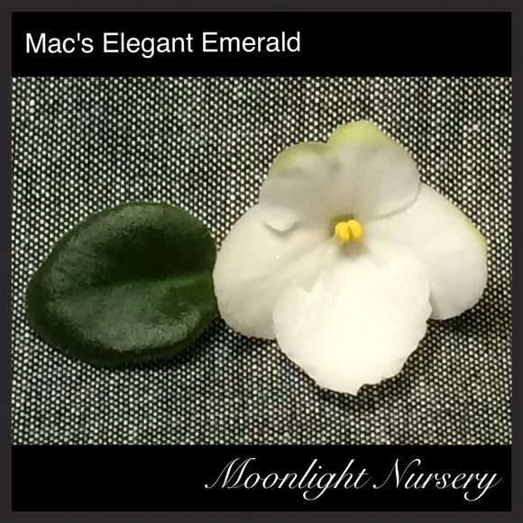 Mac's Elegant Emerald
