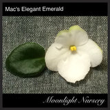Mac's Elegant Emerald