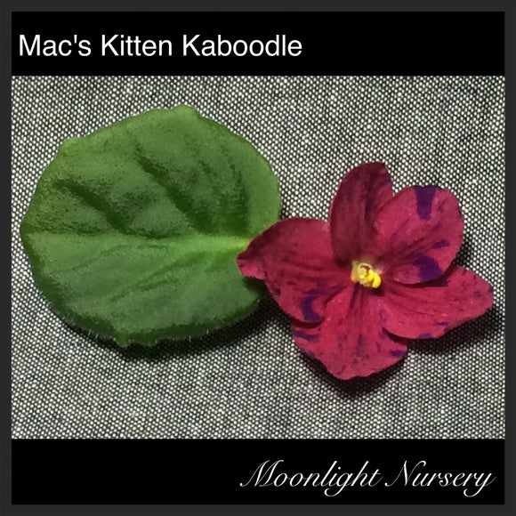 Mac's Kitten Kaboodle