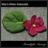 Mac's Kitten Kaboodle