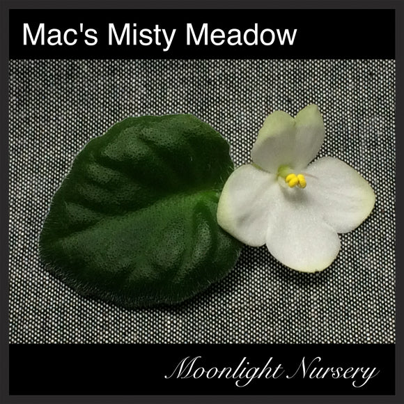 Mac's Misty Meadow