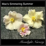 Mac's Simmering Summer
