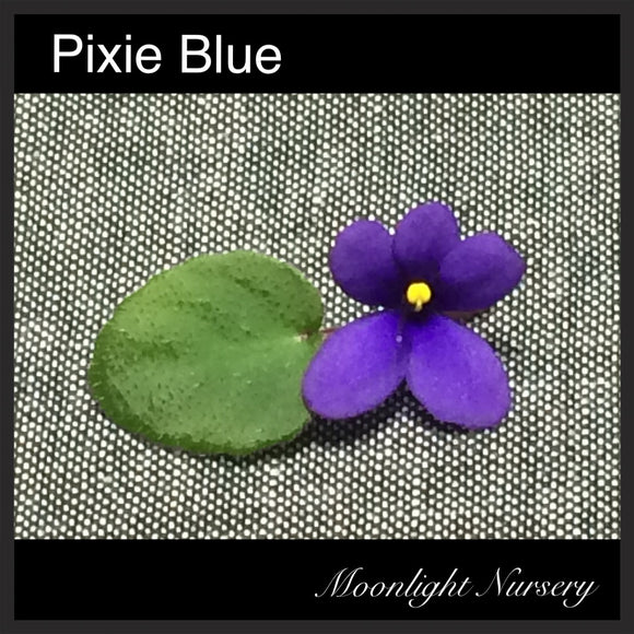 Pixie Blue
