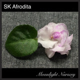 SK Afrodita