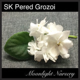 SK Pered Grozoi (SK Before the Storm)