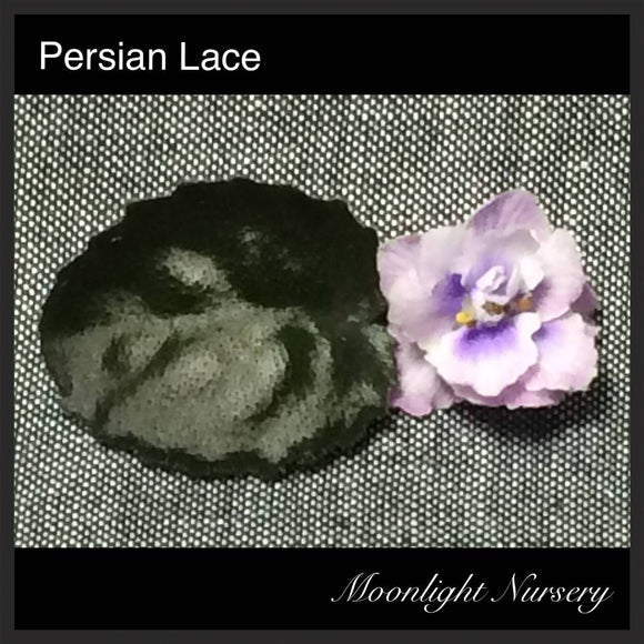 Persian Lace