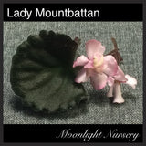 Lady Mountbattan