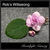Rob's Willawong