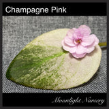 Champagne Pink
