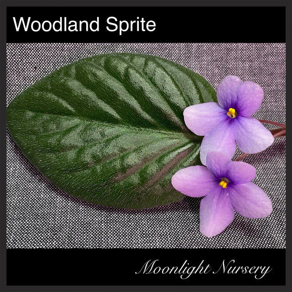 Woodland Sprite