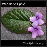 Woodland Sprite