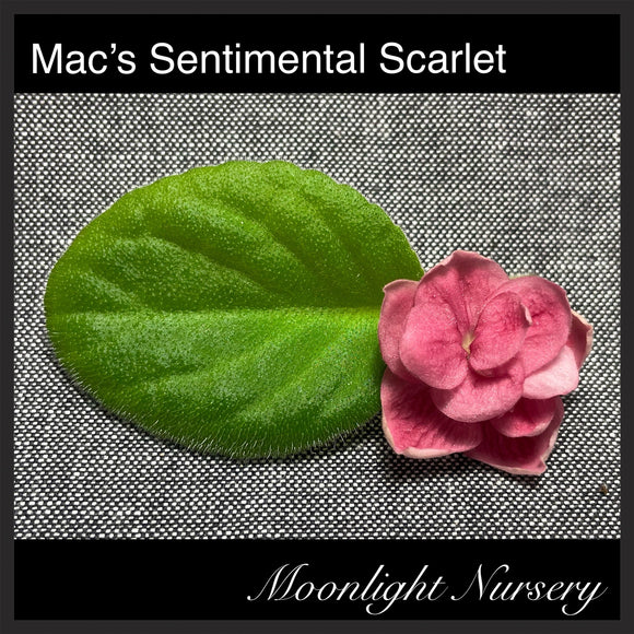 Mac's Sentimental Scarlet