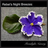 Rebel's Night Breezes