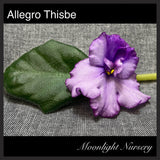 Allegro Thisbe