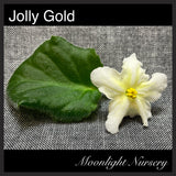 Jolly Gold