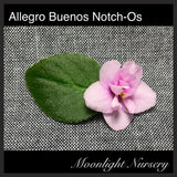 Allegro Buenos Notch-Os