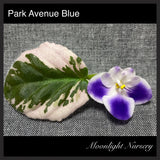 Park Avenue Blue