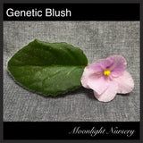 Genetic Blush