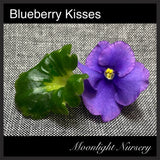 Blueberry Kisses