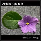 Allegro Arpeggio