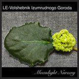 LE-Volshebnik Izumrudnogo Goroda