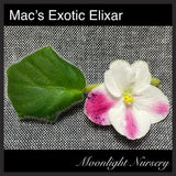 Mac's Exotic Elixar