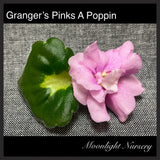 Granger's Pinks A Poppin
