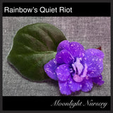 Rainbow's Quiet Riot
