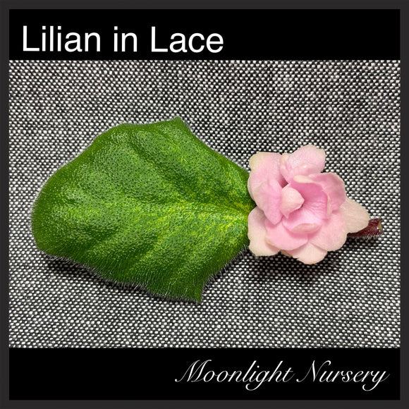 Lilian in Lace