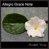 Allegro Grace Note