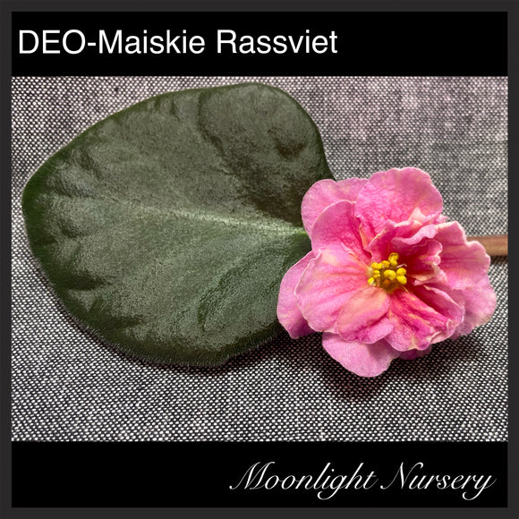 DEO-Maiskie Rassviet
