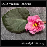 DEO-Maiskie Rassviet