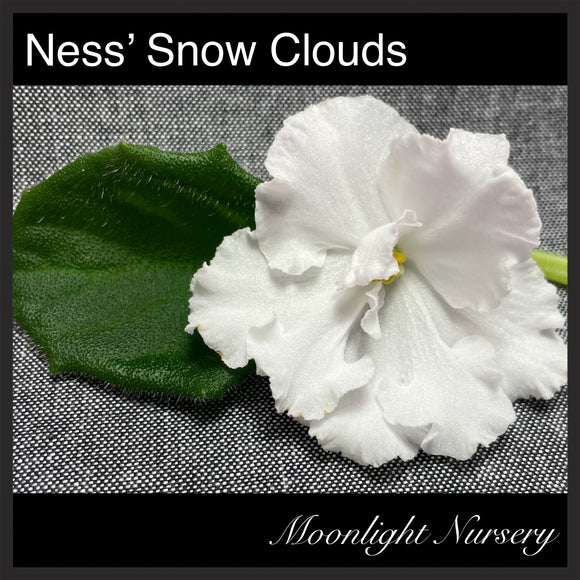 Ness' Snow Clouds