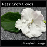 Ness' Snow Clouds