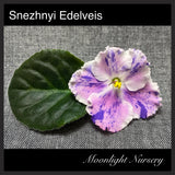 Snezhnyi Edelveis