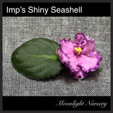 Imp's Shiny Seashell
