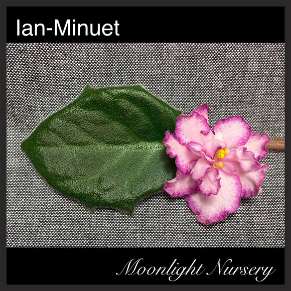 Ian-Minuet