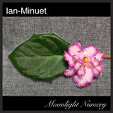 Ian-Minuet