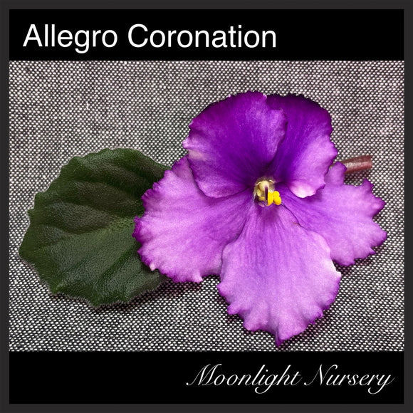 Allegro Coronation