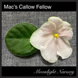 Mac's Callow Fellow